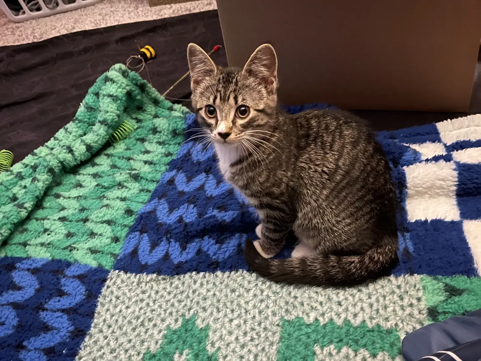 Daphne as a small kitten, sitting and looking at the camera